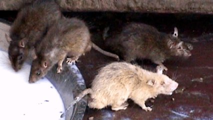 Temple Of Mouses - Sansar Ke Rochak Tathya