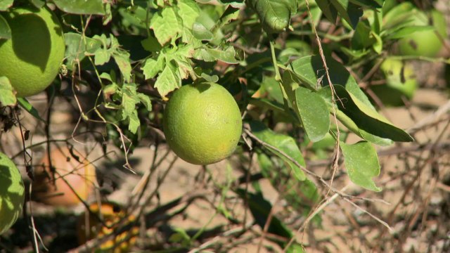 بكتيريا تقضي على اشجار البرتقال في فلوريدا...واسعار العصير ترتفع