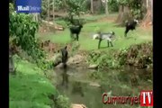 Keçi sürüsünü güden maymun