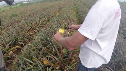L'ananas de La Réunion