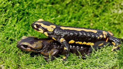 Crawling from the Flames - Fire Salamander