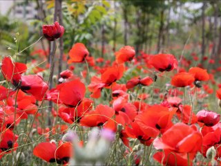 Gelincik KAN KIRMIZI