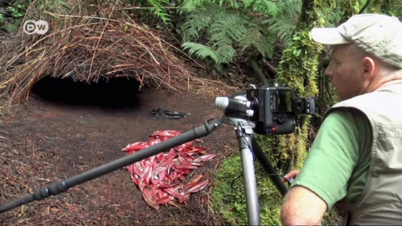 Tier- und Naturfotograf Ingo Arndt | Euromaxx