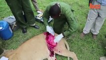 Vets Miraculously Save Life Of Lioness Who Got Mauled By Buffalo