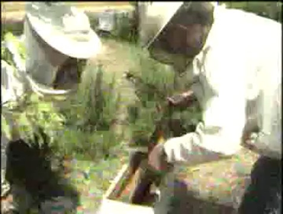 Ana arı ve arı sütü üretimi.DAT.crdown