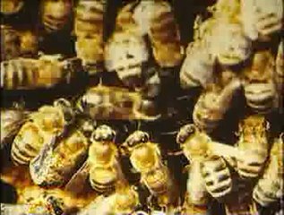 Arı ailesi ve arılarda yaşam düzeni