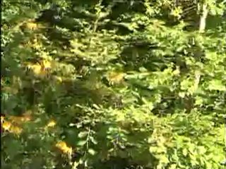 Balın özellikleri önemi ve hasadı.DAT.crdown