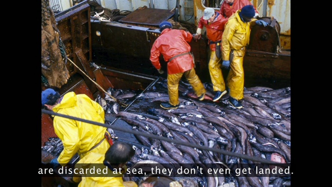 Tristram Stuart: The global food waste scandal