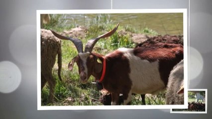 Le retour du troupeau