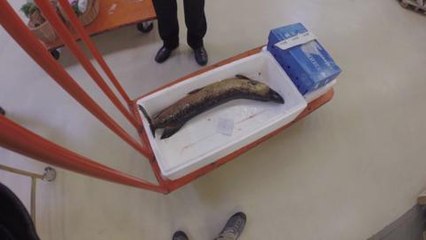 Notre panier de saison à Rungis