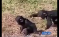 Kardeşine eşeklik yapan maymun annesinden azarı işitiyor! Çok komik :)