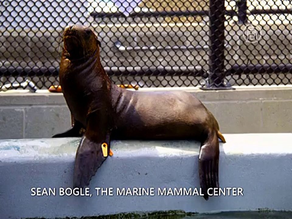 Морской лев забрел на 160 км от океана