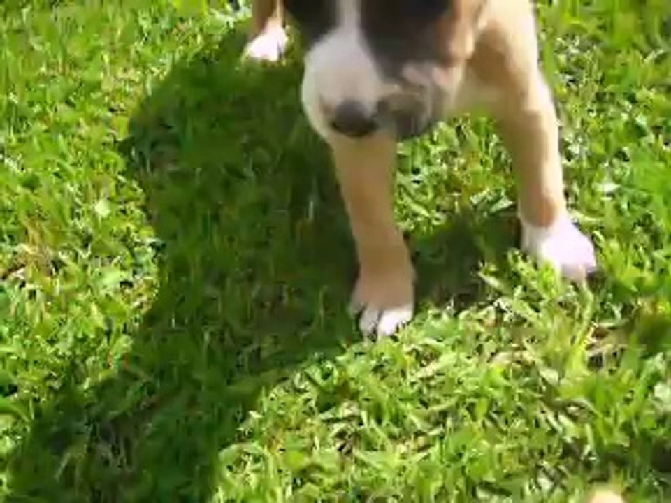 vidéo du 18.04.14 des B.B mâles de Rambo et Gloria ...