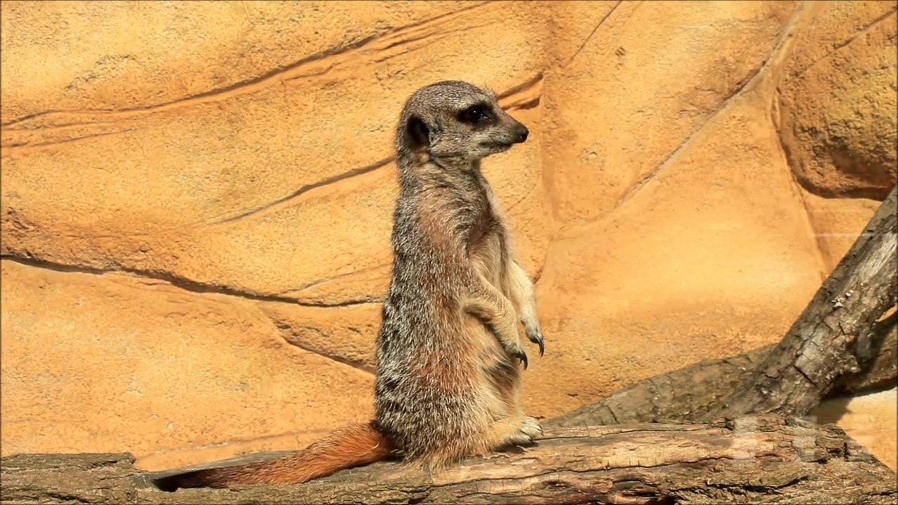 La savane Africaine