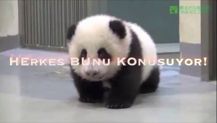 Uyumak İstemeyen Bebek Pandayı Annesi Yatağa Götürüyor. Çok Tatlı!