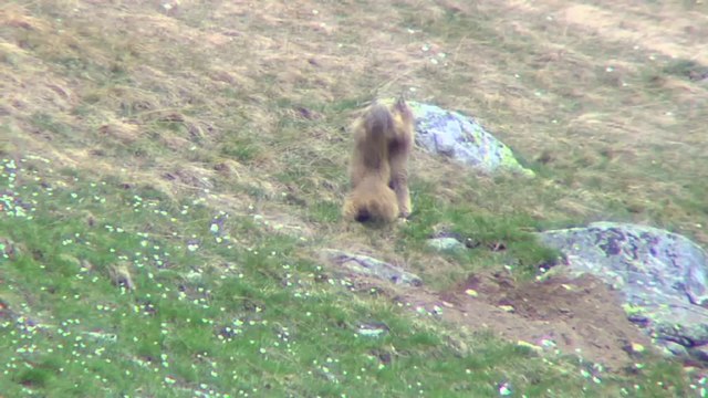 Les Saltimbanques du Mercantour - Blu-ray