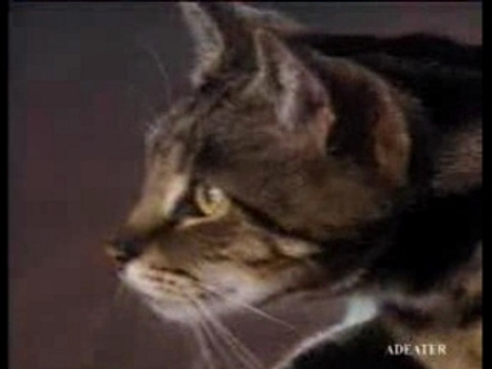 Gatto e canarino