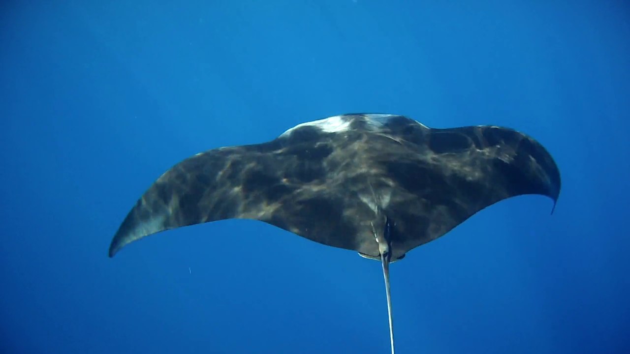 Red Sea Paradies Egypt