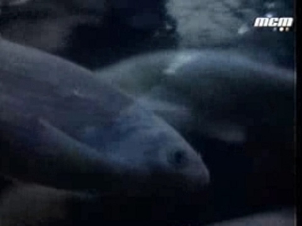 Noir Desir - Aux Sombres Héros...