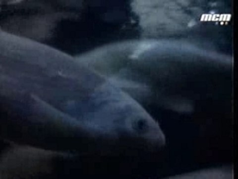 Noir Desir - Aux Sombres Héros...