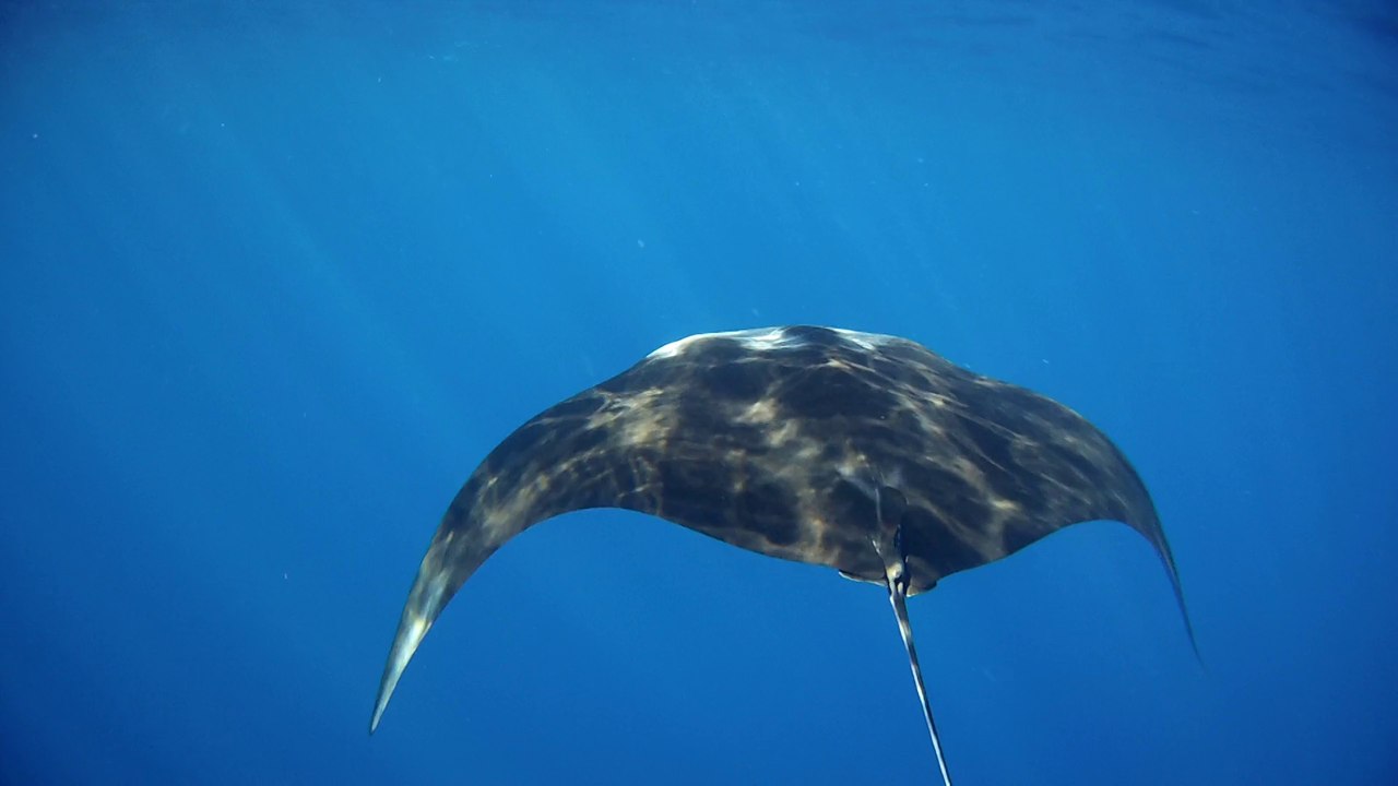 Mantarochen neu