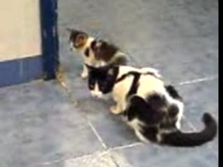 Amour Maternel chez les Animaux 🐱