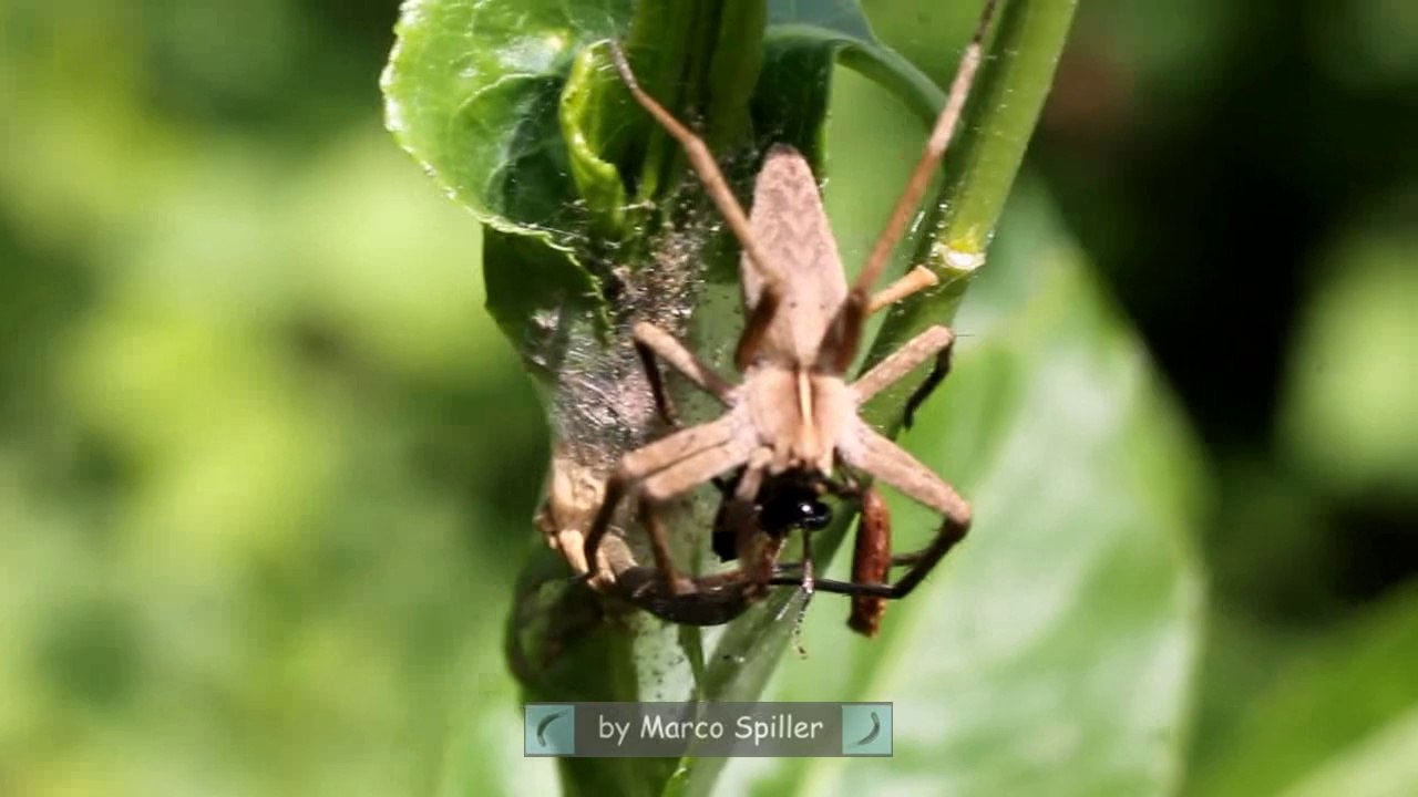 Pisaura with prey