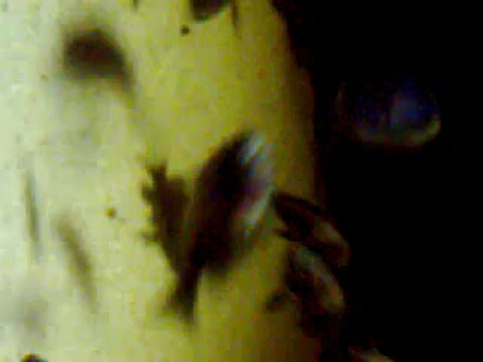 Duboisi Maswa Anaçlar Ve Yavrular