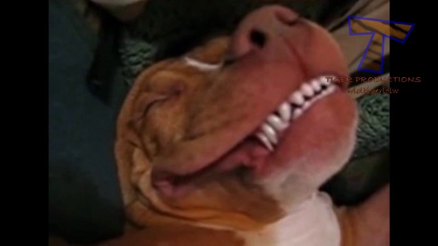 Adorable Cats and dogs sleeping in funny positions - hilarious animal compilation