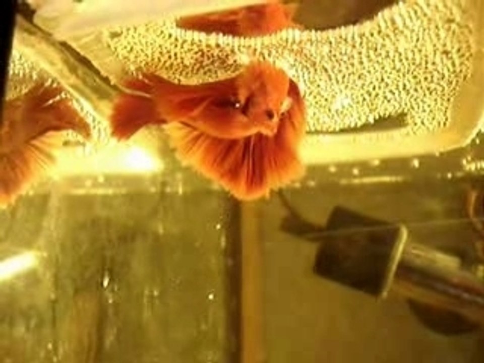 reproduction de poisson combattant - Vidéo Dailymotion