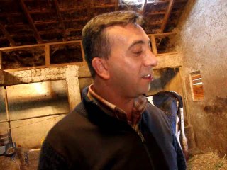 Ücüz-doğuran-inek-ilgi-odağı-oldu