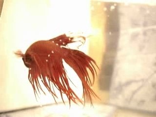 reproduction de poisson combattant