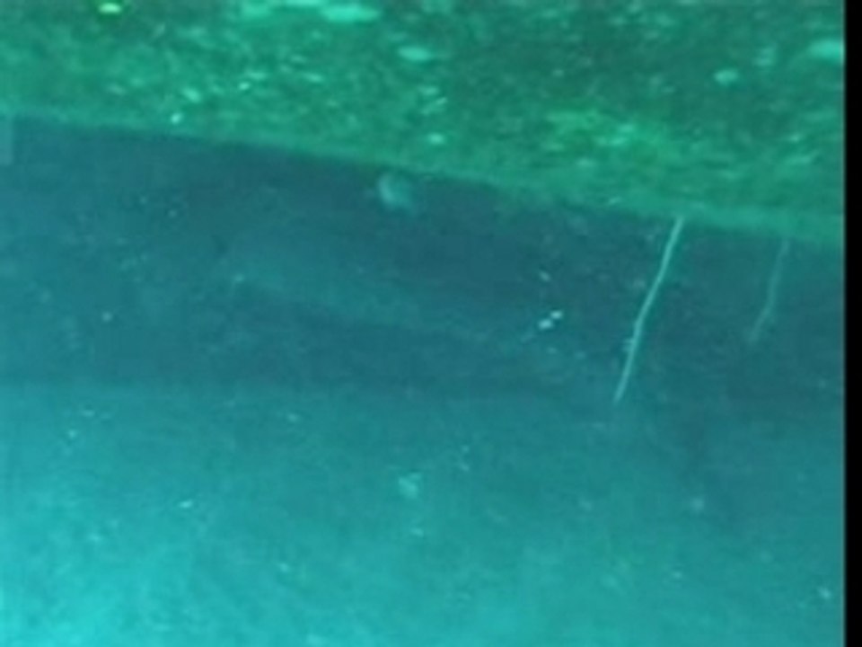 Murène - Ile Maurice 2002