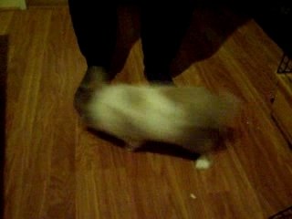 Mushu Fétichiste des pieds