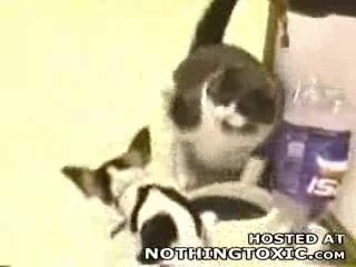 touche pas a mes croquette