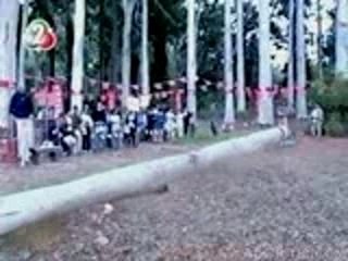 Il tente d'attraper un arbre qui tombe..