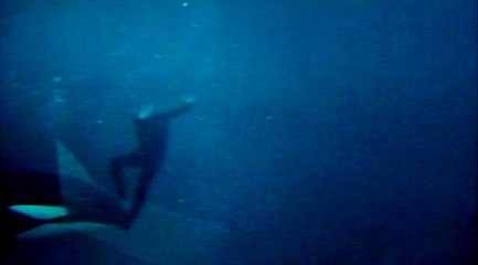 Eğitimcisine Saldıran Katil Balina