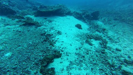 baracuda point le 13 3