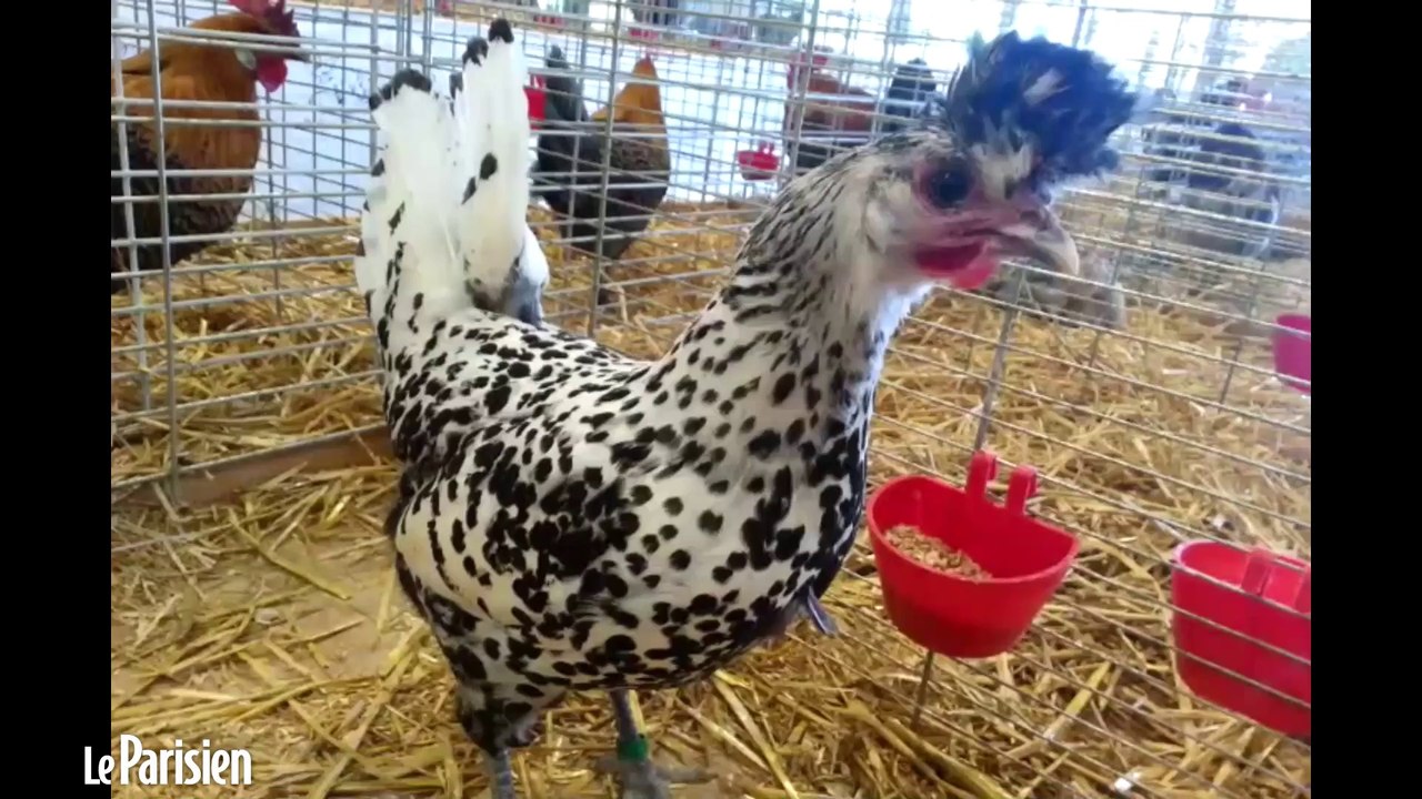 Un mini-salon de l'agriculture à Viry-Châtillon