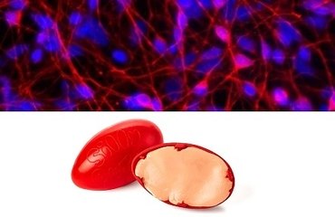 Is Silly Putty The New Secret Ingredient For Stem Cell Research?