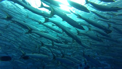 baracuda point le 13 4
