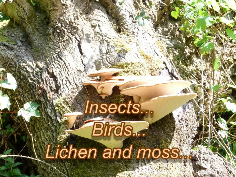 Tree Breathing - A Guided Meditation to Connect with the Healing Energies of Trees