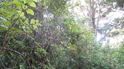 le chant des oiseaux