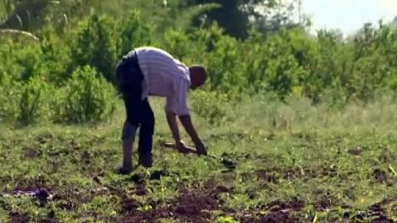 Crop failure behind India farmer suicides