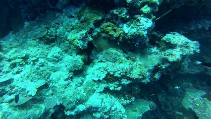 sipadan coral garden le 14 N4