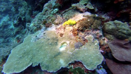 sipadan coral garden le 14 N3