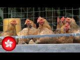 Hong Kong confirms first human case of H7N9 bird flu