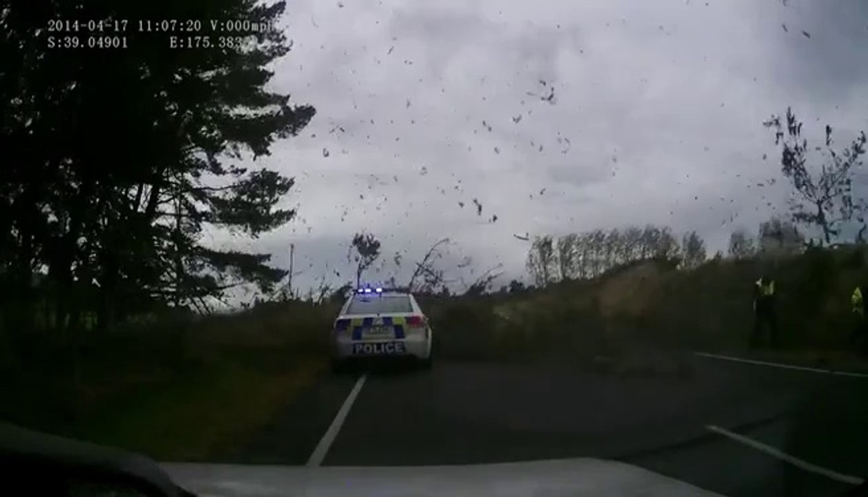 Arbre contre policier! Chanceux les gars...