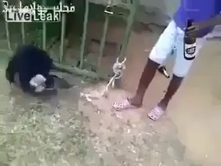 Baby Monkey Gets Angry