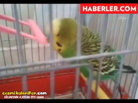 İhlas Suresini Baştan Sona Okuyan Kuş